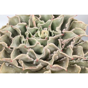 Primo piano di una succulenta t.b.t. con foglie arricciate e punte rosse.