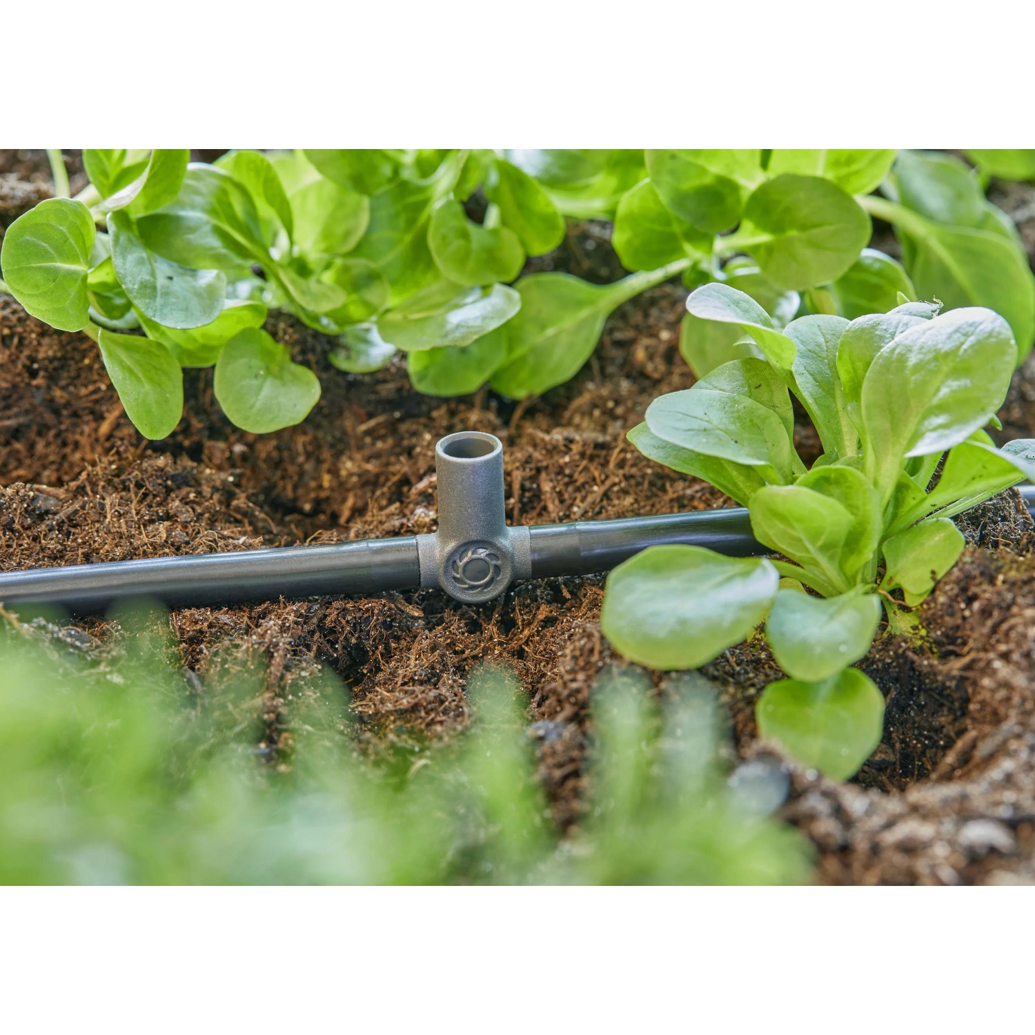 Raccordo a T per sistema di irrigazione in aiuola con piante di lattuga.