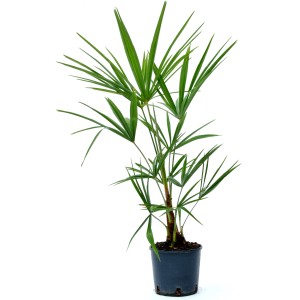 t.b.t. in vaso, un arbusto decorativo per il giardino o il terrazzo.