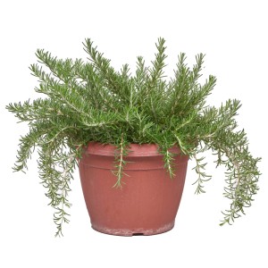 Rosmarino prostrato vaso ø 25 cm