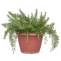 Rosmarino prostrato vaso ø 25 cm
