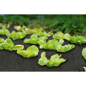 Telo pacciamante nero (5x1,5 m) utilizzato in un'aiuola con piante di lattuga.