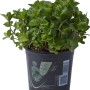Menta fresca (t.b.t.) in vaso. Pianta aromatica per cucina e giardino.
