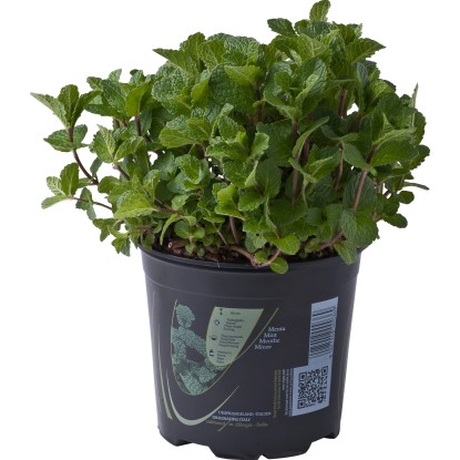 Pianta di Menta vaso 14 cm
