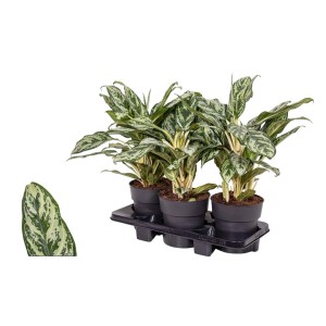 Tre piante t.b.t. in vaso su un vassoio. Piante invernali resistenti.