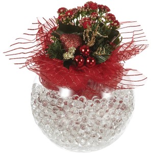 Calancola t.b.t. in vaso di vetro con decorazioni rosse e dorate.