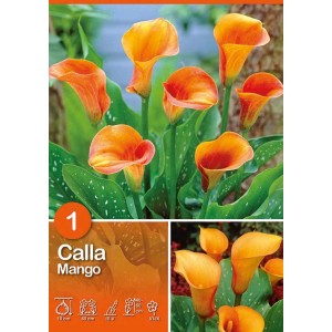 Bulbi di Calla Mango arancioni, ideali per aiuole e vasi.