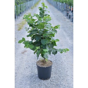 Giovane albero da frutto (t.b.t.) in vaso, foglie verdi. Ideale per il giardino.
