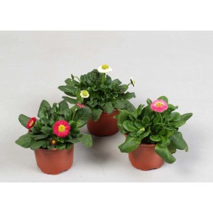 Tre piante fiorite in vaso con fiori rossi e bianchi.