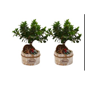 Due composizioni di piante da interno t.b.t. in vasi decorativi.