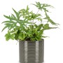 Pianta da interno verde in vaso grigio a coste. Pianta decorativa per interni.