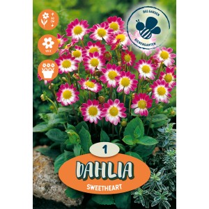Dalia Sweetheart, bianco-viola, varietà Topmix, ideale per aiuole e vasi.