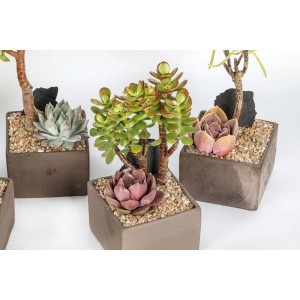 Diverse piante grasse in vasi grigi con ghiaia e pietre decorative.