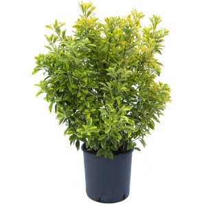 t.b.t. in vaso, pianta Evonomo verde con accenti gialli.