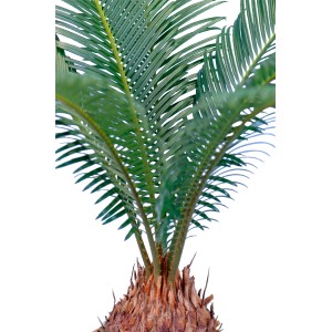 GROW by OBI palma da sago (Cycas Revoluta), ca. 45 cm di altezza, in vaso. Pianta da interno con foglie verdi e piumate.