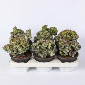 Euphorbia lactea crestata variegata pianta grassa vaso Ø 13 cm