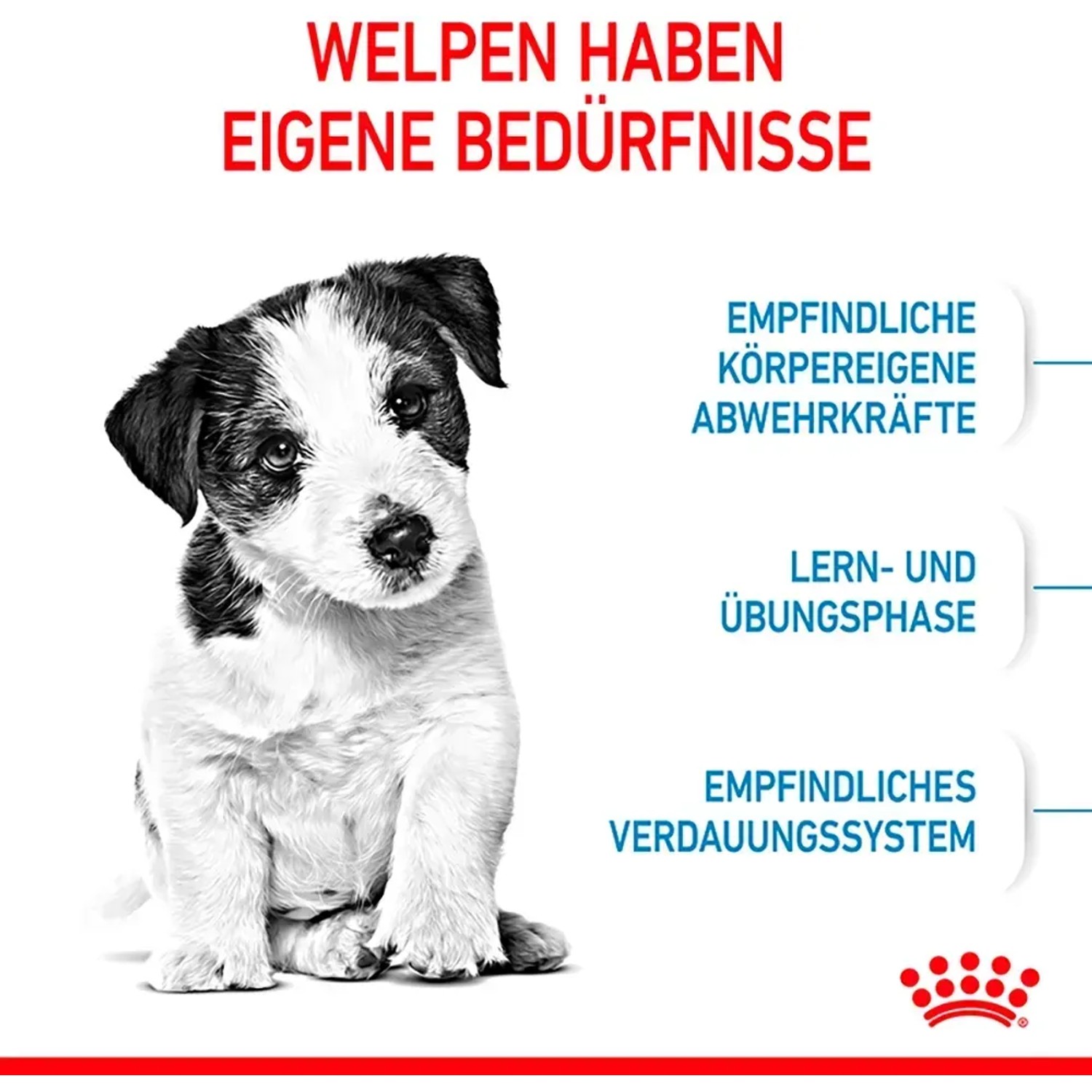 Cucciolo di piccola taglia, immagine del prodotto Royal Canin Mini Puppy cibo secco.