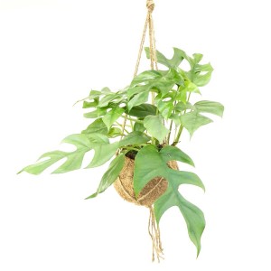 Pianta verde pensile t.b.t. in vaso di cocco con sospensione a corda.