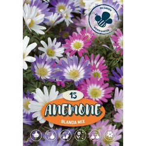 Anemone 'Blanda Mix', fiori primaverili multicolore per giardino e vaso.