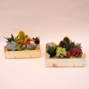 Due cassette di legno con vari cactus e piante grasse.