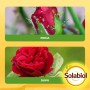 Spray Olio di Neem pronto uso 1 l_5
