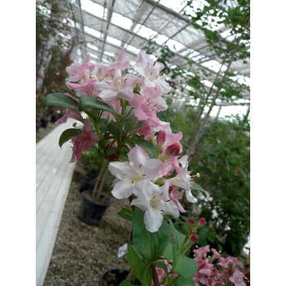 Weigela in varietà dimensione vaso 10 l