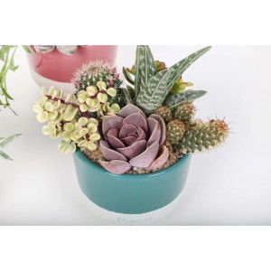 Vari cactus e piante grasse in un vaso turchese.