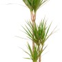 Dracena (Dracaena Marginata) a 3 fusti in vaso, pianta d'appartamento decorativa.