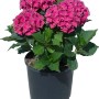 Ortensia rosa in vaso. Fiore decorativo da giardino per aiuole e balconi.