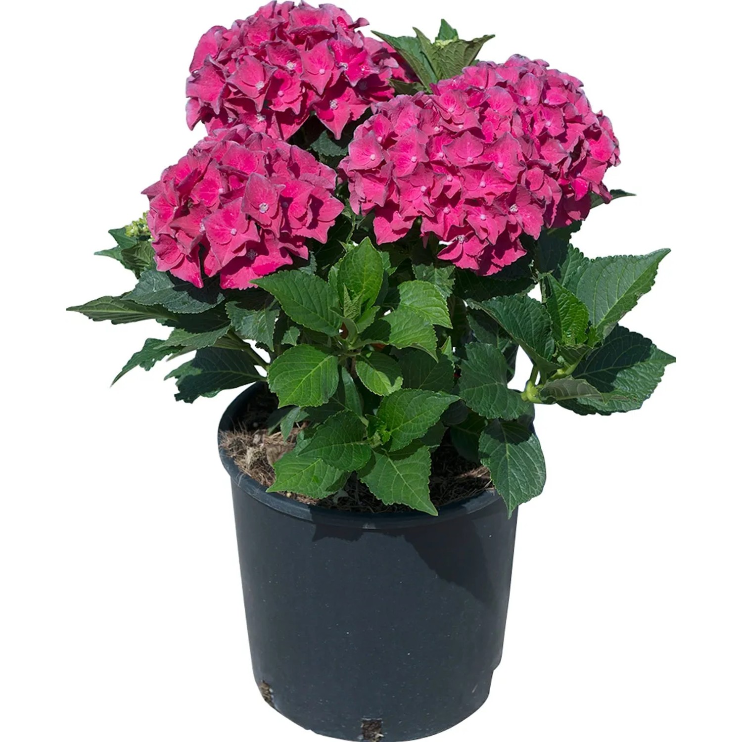 Ortensia rosa in vaso. Fiore decorativo da giardino per aiuole e balconi.