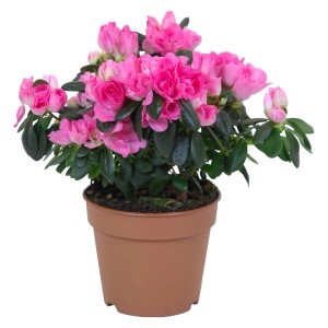 Azalea da interno rosa in vaso (circa 12 cm Ø) con fiori rigogliosi.