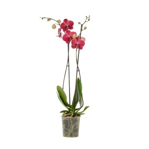 Orchidea farfalla Phalaenopsis viola con 2 steli in vaso trasparente.