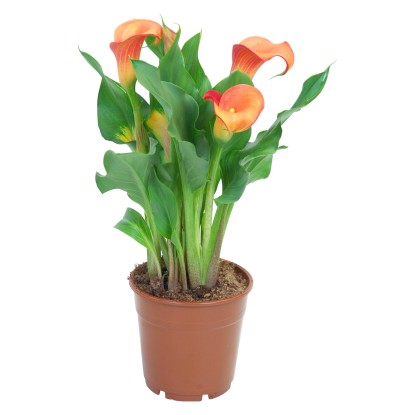 Calla arancione in vaso Ø 12 cm