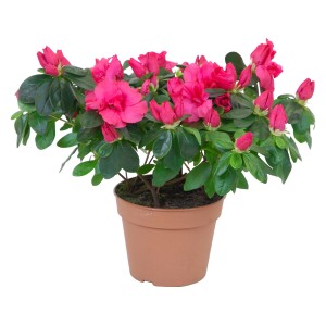 Azalea da interno con fiori rossi in vaso, diametro del vaso circa 14 cm.