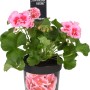 Geranio Calliope Rose Splash in vaso, fiori rosa con centro rosa, foglie verdi.