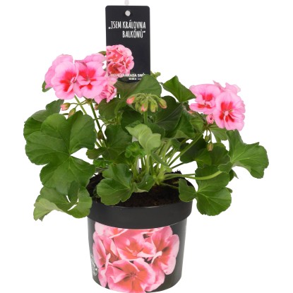 Calliope Rose Splash in vaso Ø 13 cm