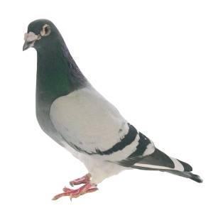 Piccione in dettaglio come dissuasore per uccelli.