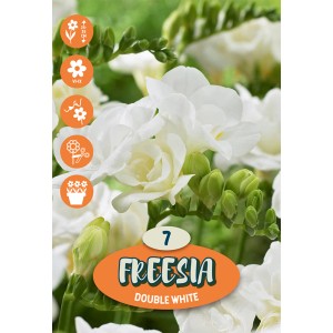 Primo piano dei fiori di fresia doppi bianchi, ideali per aiuole e vasi.