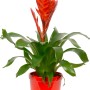 Mix di bromelie in vaso di ceramica rosso, Ø vaso ca. 13 cm. Pianta d'appartamento decorativa con fiore esotico.