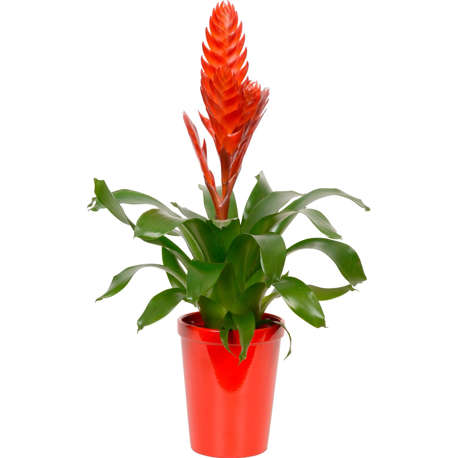 Mix di bromelie in vaso di ceramica rosso, Ø vaso ca. 13 cm. Pianta d'appartamento decorativa con fiore esotico.