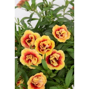 Primo piano di Calibrachoa Double Orange Red Eye, pianta pensile con fiori giallo-rossi.
