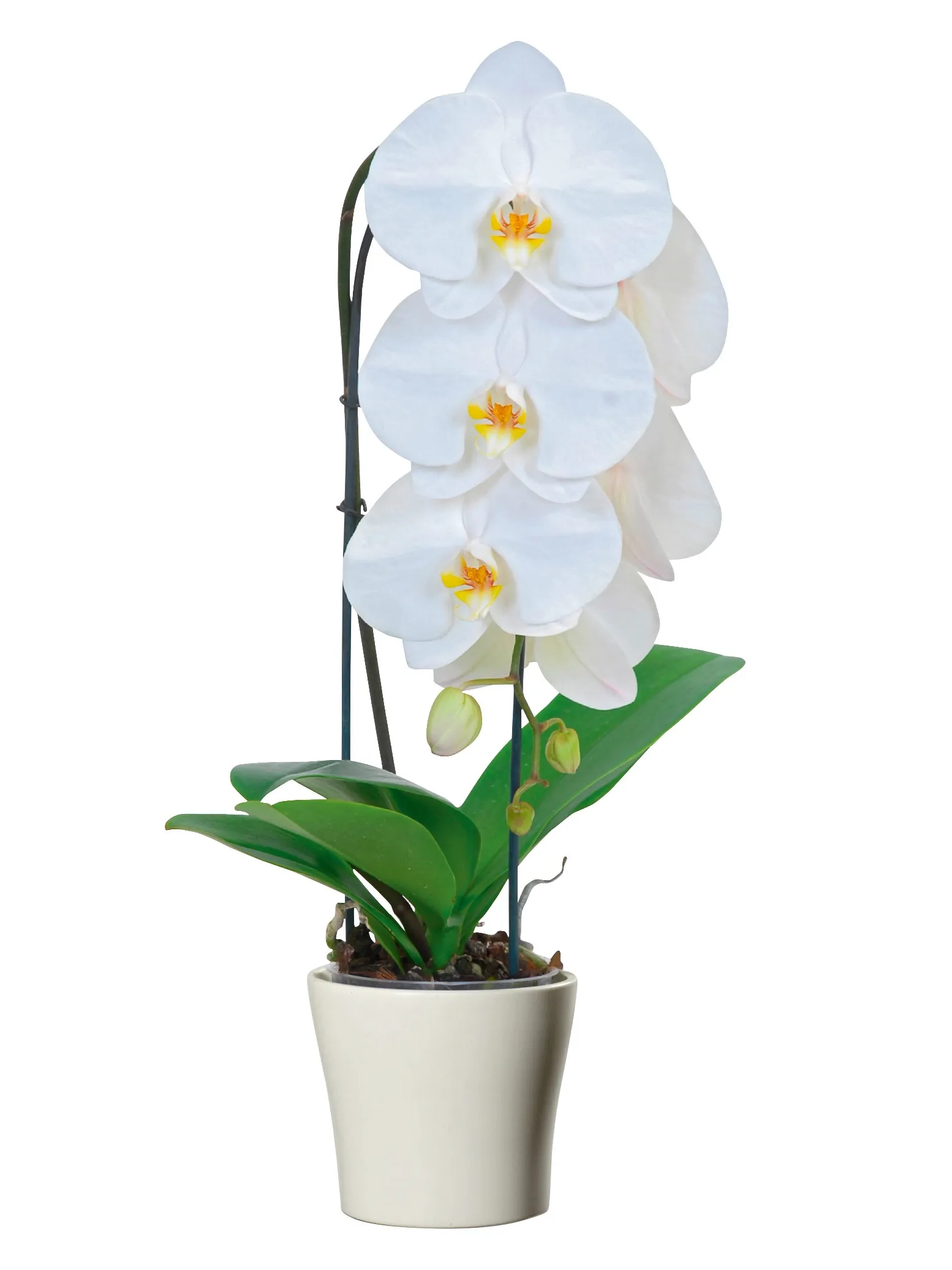 Pot fiji orchidée 12,5cm blanc - Mr.Bricolage
