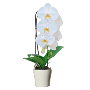 Orchidea farfalla grandiflora Cascade bianca in vaso, elegante pianta da interno.