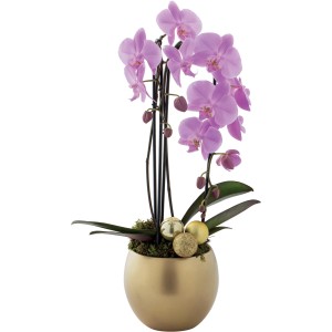 Orchidea rosa in vaso dorato con palline decorative. Elegante pianta da interno.