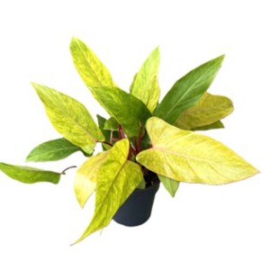 Pianta d'appartamento t.b.t. in vaso con foglie giallo-verdi.