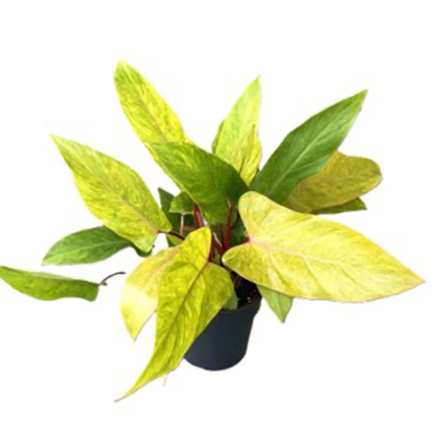 photinia wachstum Photinia fraseri 'Little Red Robin' / Kleine Rote Glanzmispel