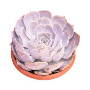 Piante grasse Mix succulente vaso Ø 18 cm
