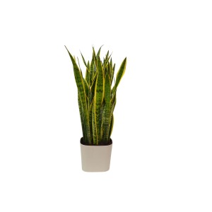 Sanseveria Ø 30 vaso alto cm