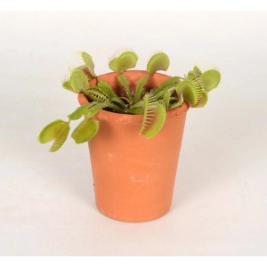 Dionea muscipula in vaso di terracotta. Pianta carnivora per la casa.