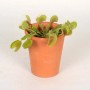 Dionea muscipula in vaso di terracotta. Pianta carnivora per la casa.